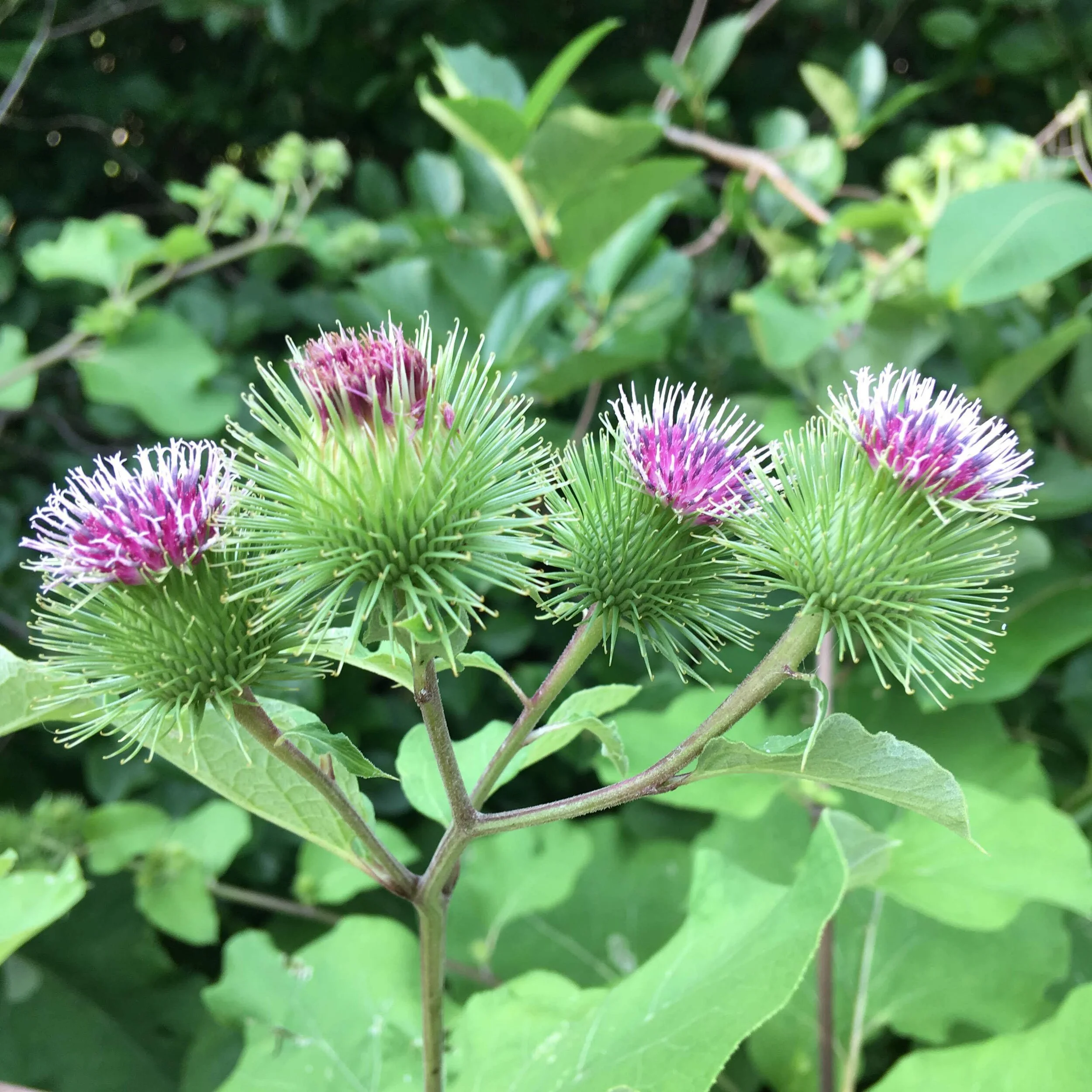 Burdock is a traditional medicinal herb widely known for its powerful detoxifying and blood-purifying properties. Native to Europe and Asia, it has been used for centuries in herbal medicine to support skin health, improve digestion, and promote overall body cleansing. The root of the plant is the main part used for its therapeutic benefits.
