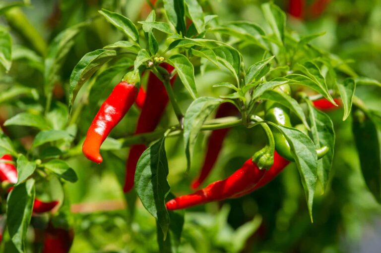 Cayenne: The Fiery Herb for Circulation & Heart Health