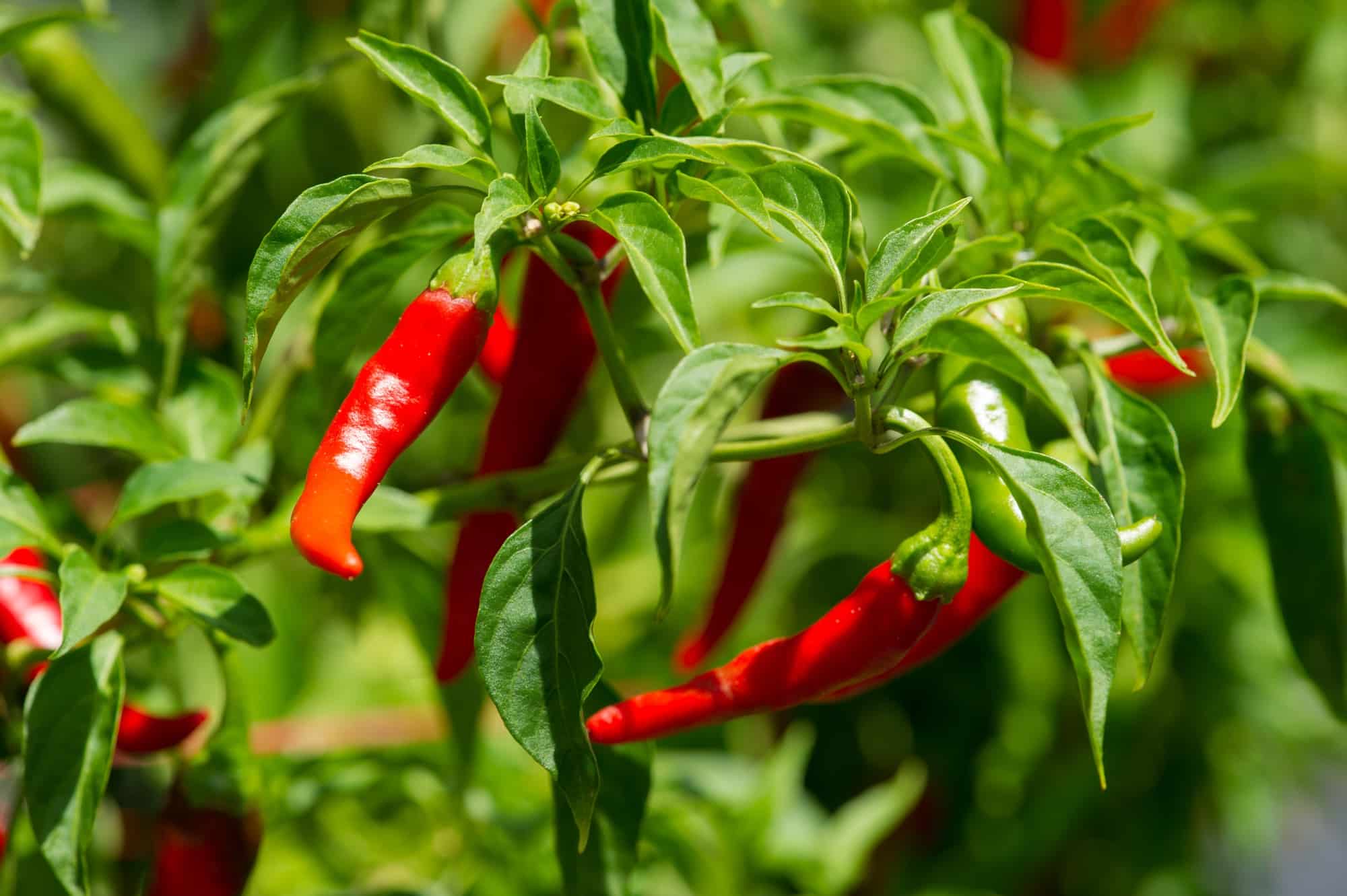 Cayenne: The Fiery Herb for Circulation & Heart Health