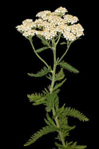 yarrow called in India Biranjasipha, Gandana.