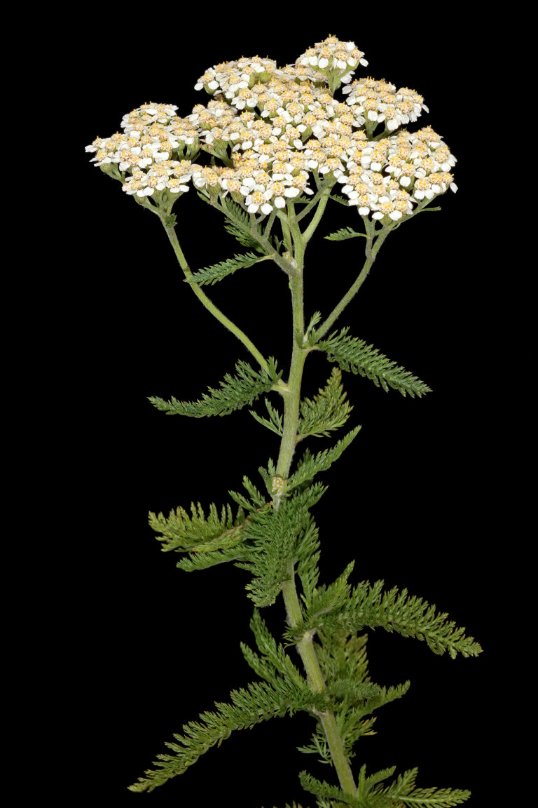 yarrow called in India Biranjasipha, Gandana.