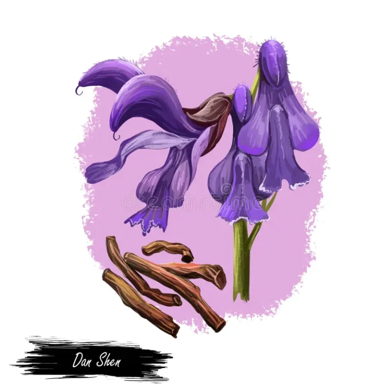 Dan Shen: The Heart-Healing Herb for Circulation & Vitality
