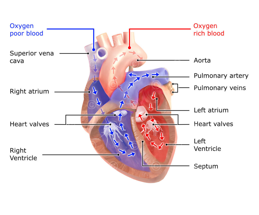 Maintaining healthy blood circulation and heart function is essential for overall well-being.