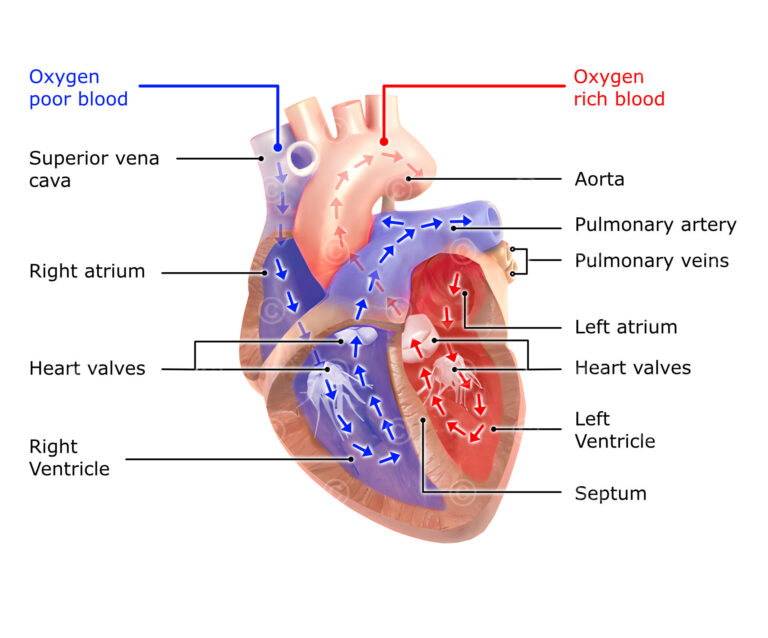 Maintaining healthy blood circulation and heart function is essential for overall well-being.