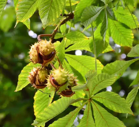 Mature horse chestnut trees grow to a height of around 40m and can live for up to 300 years. The bark is smooth and pinky-grey when young, which darkens and develops scaly plates with age. Twigs are hairless and stout; buds are oval, dark red, shiny and sticky.
