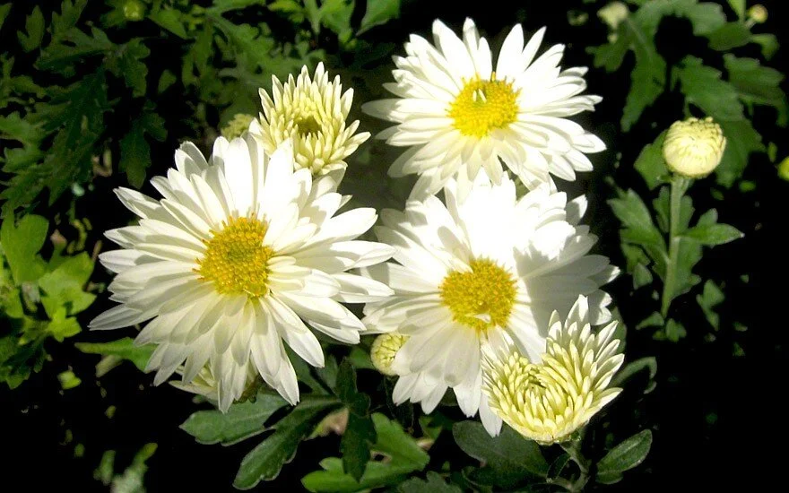 Calms the Liver and clears the eyes