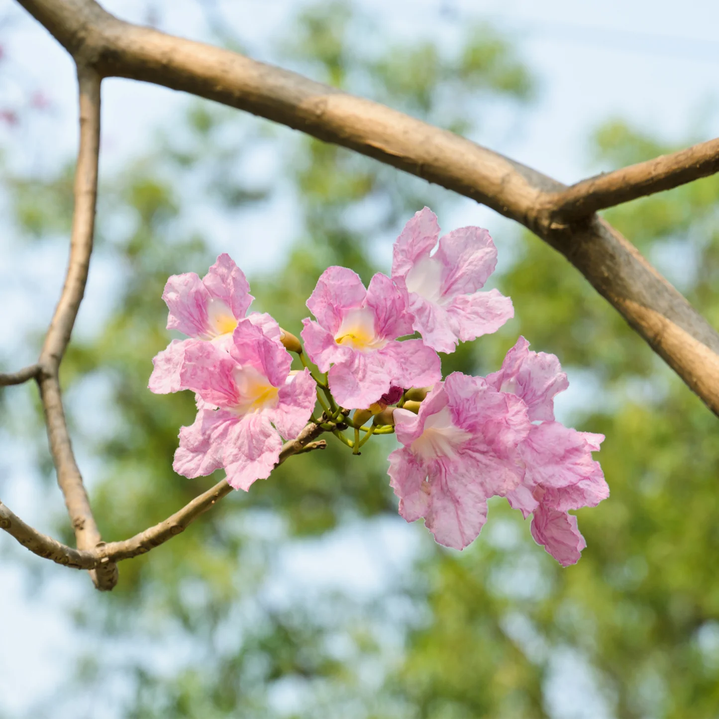 Pau d’Arco is a powerful and versatile medicinal herb known for its strong immune-boosting and antimicrobial properties. It has been traditionally used to help the body fight infections, reduce inflammation, and support overall health.