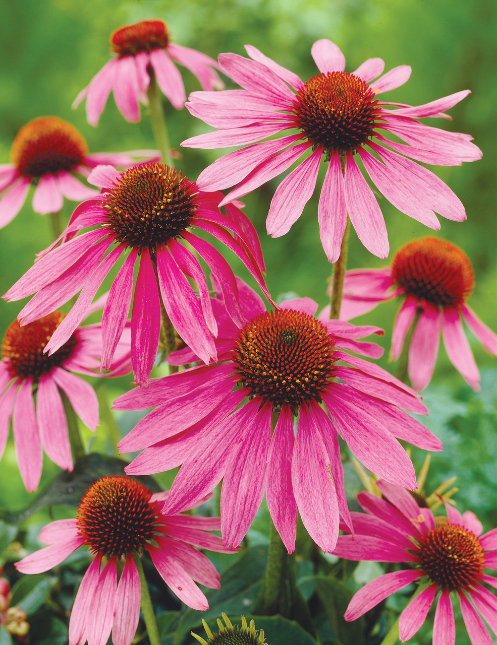 This herb contains active compounds such as alkamides, polysaccharides, and flavonoids, which help boost immune response and reduce inflammation. Echinacea is commonly used to prevent and relieve symptoms of colds, flu, and other infections.
