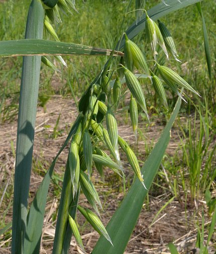 Oats are a highly beneficial and nutritious natural food known for their wide range of health advantages. They play an important role in supporting heart health, improving digestion, and maintaining stable blood sugar levels. Their rich fiber content and essential nutrients make them a valuable addition to a balanced diet.