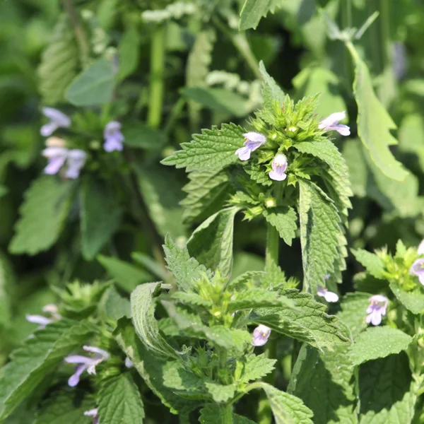 Lemon balm (Melissa officinalis) is a perennial herbaceous plant in the mint family, Lamiaceae