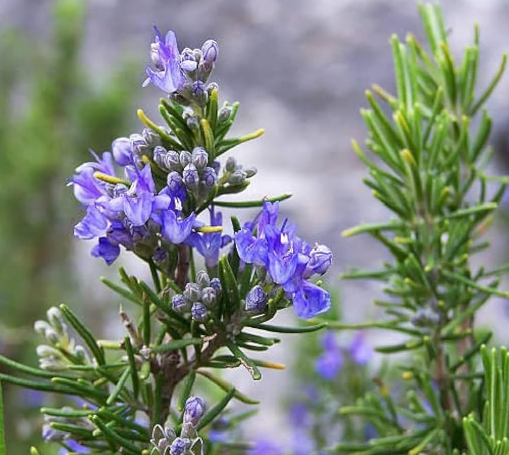 This herb contains active compounds such as rosmarinic acid and essential oils, which provide strong antioxidant and anti-inflammatory effects. Rosemary is especially valued for improving concentration, enhancing brain function, and promoting healthy blood circulation.