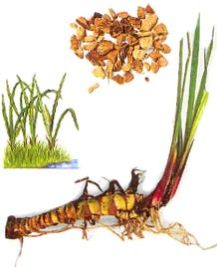 Acorus calamus is a species of flowering plant with psychoactive chemicals. It is a tall wetland monocot of the family Acoraceae, in the genus Acorus