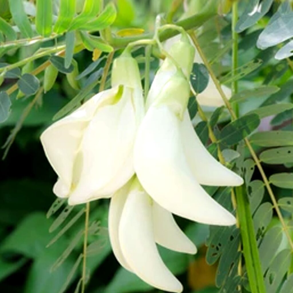 The Agastya plant, scientifically Sesbania grandiflora, is a fast-growing, soft-wooded tropical tree known for its large, showy white or pinkish flowers, edible blossoms used in cooking, and significant medicinal properties in Ayurveda, treating issues like night blindness, while also attracting pollinators like hummingbirds, making it ornamental, edible, and medicinal.