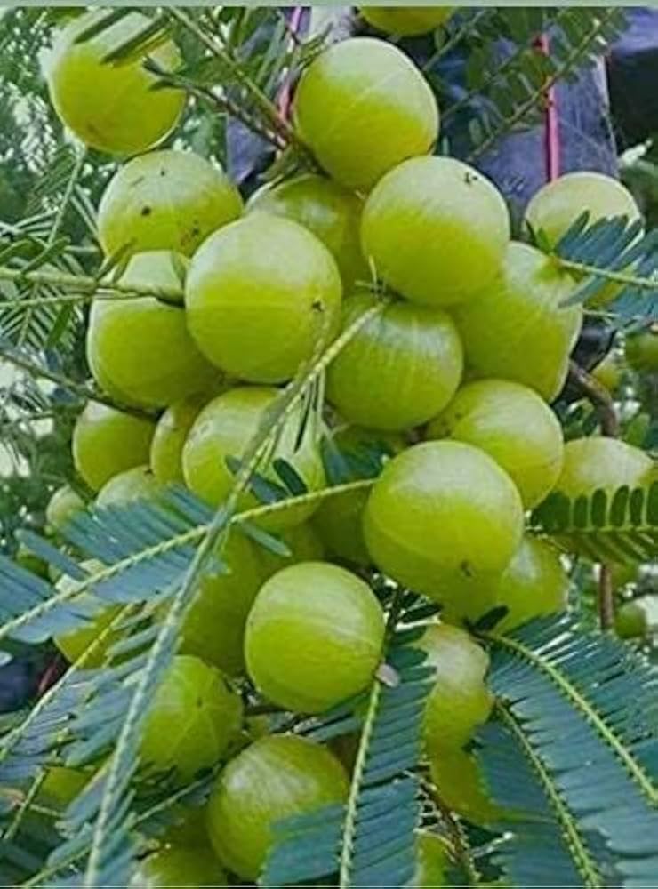 Amalaki (Indian gooseberry) is a friend to your gut. Due to its cleansing properties, it helps in treating constipation. It is also very effective in balancing the stomach acid levels. So problems like gas and bloating can be managed with regular consumption of amla powder.