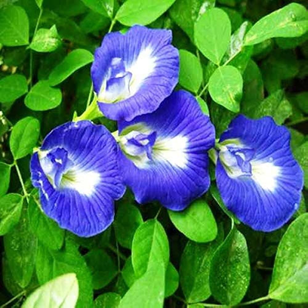 Aparajita (Clitoria ternatea, or Butterfly Pea) is a beautiful flowering vine known for its vibrant blue/purple flowers, used in Ayurvedic medicine, teas, and as natural dye; the Sanskrit name means "undefeated," symbolizing strength, making it culturally significant in India for worship (Lord Vishnu/Durga) and home decor, offering benefits like stress relief and antioxidant properties.
