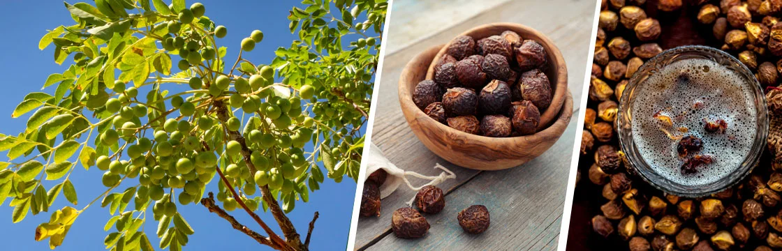 Arishtaka, also known as the Soapnut tree (Sapindus trifoliatus or Sapindus mukorossi), is a significant plant in Ayurveda, famed for its natural saponins that create a soapy lather, making it a natural cleanser for hair, skin, and even for cleaning delicate fabrics and jewelry. It's used in traditional medicine for skin conditions, detoxification, and as a mild emetic, often called Ritha in Hindi, with its fruits, seeds, leaves, and roots being utilized for various therapeutic and cosmetic purposes, especially for cleansing and detoxification.