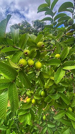 Guava is a nutrient-packed tropical fruit, rich in Vitamin C, fiber, and antioxidants, offering benefits for immunity, digestion (preventing constipation), heart health (managing blood pressure/cholesterol), blood sugar control (low GI, fiber), skin health, and weight management (low calorie, filling). It supports the immune system, aids in wound healing, and may help with menstrual cramps and stress relief, while its antioxidants protect against cellular damage.