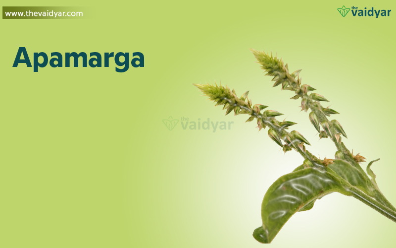 Apamarga (Achyranthes aspera) is a versatile Ayurvedic herb used for digestive issues, respiratory problems, skin ailments, inflammation, and pain relief, with uses ranging from blood purification (Raktashodhana) to treating kidney stones and hemorrhoids. Its leaves, roots, and seeds are used in pastes, powders, teas, and specialized preparations like Kshara, acting as a diuretic, anti-inflammatory, expectorant, and antiseptic, while also supporting weight loss and oral hygiene.