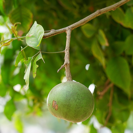 Bilva, known botanically as Aegle marmelos and commonly as Bael, is a sacred, deciduous tree native to India and Southeast Asia, highly revered in Hinduism for its trifoliate leaves offered to Lord Shiva. It is a potent Ayurvedic medicinal plant, with its fruit, leaves, and roots used to treat digestive issues, diarrhea, and infections.