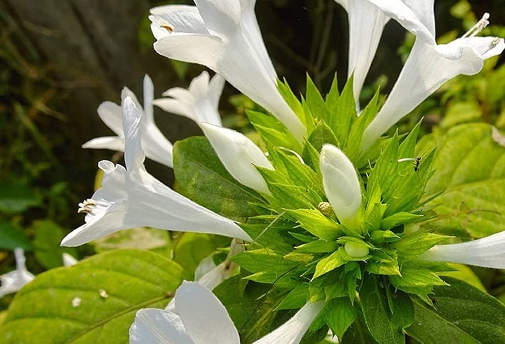 Dronapushpi, also known as Leucas aspera, is a well-known medicinal herb in Ayurveda. It has been used for centuries to treat respiratory problems, fever, inflammation, and skin disorders. This plant is commonly found across India and is valued for its natural healing properties.