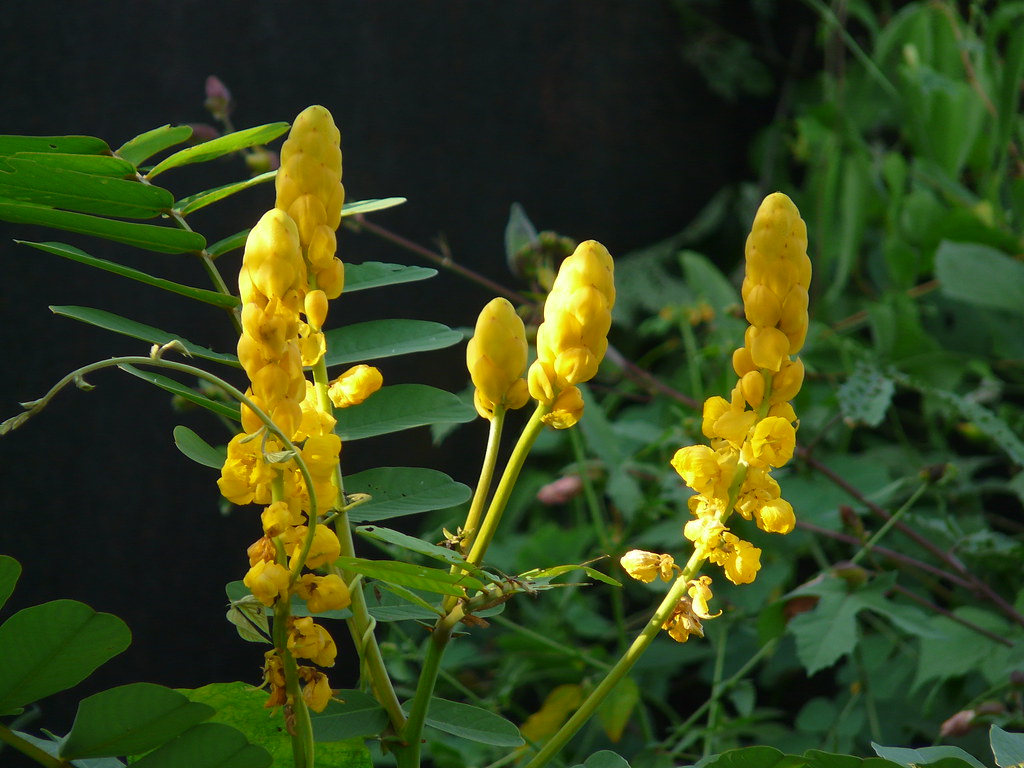 Edagaja, also known as Elephant Creeper, is a powerful medicinal climber used in Ayurveda and traditional medicine. Its botanical name is Argyreia nervosa (also known as Argyreia speciosa). In Ayurveda, Edagaja is mainly valued for its strength-giving, nerve-tonic, aphrodisiac, and rejuvenating properties. It is commonly used in weakness, joint pain, nervous disorders, and reproductive health problems.