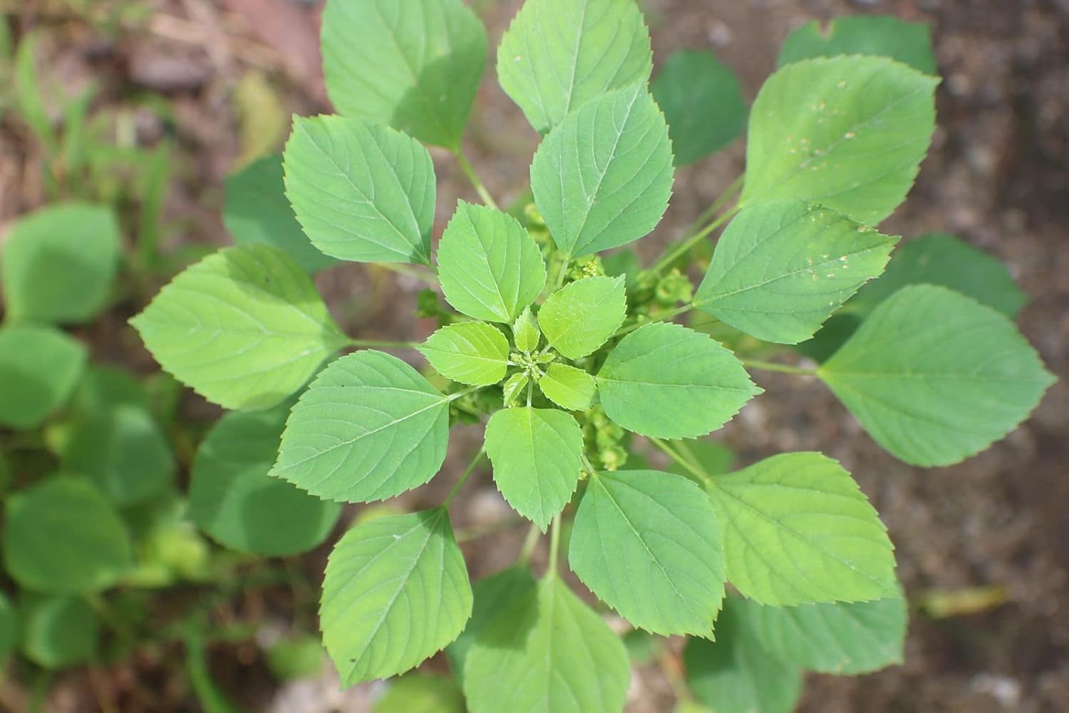 Haritaki is one of the most important medicinal plants in Ayurveda. It is also known as the “King of Medicines” because of its powerful healing properties. Haritaki has been used in India for thousands of years to treat digestive problems, weak immunity, skin diseases, and many chronic illnesses. In Ayurvedic texts, Haritaki is praised for balancing the body and improving overall health. It is considered a natural rejuvenator and detoxifier.
