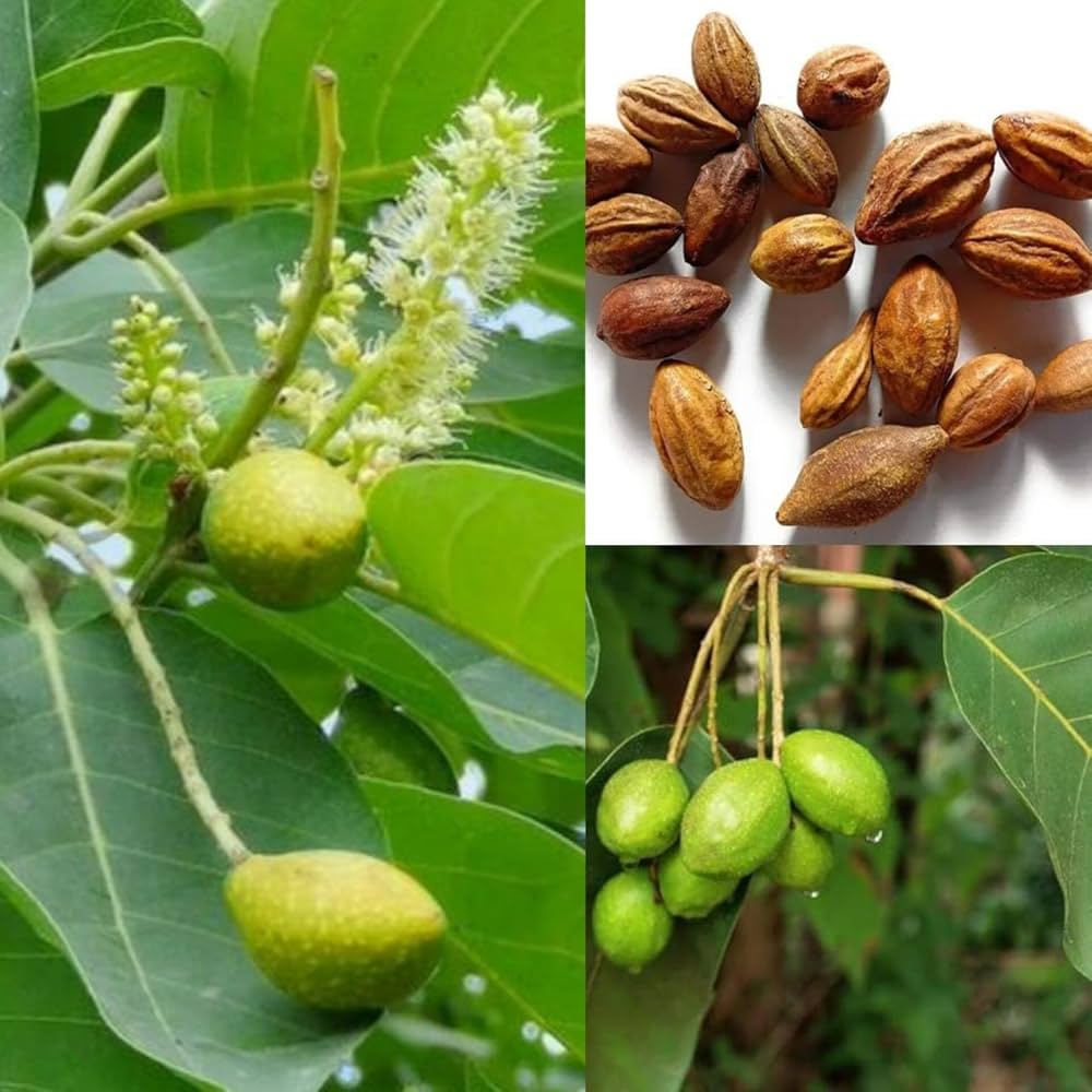 Haritaki is one of the most important medicinal plants in Ayurveda. It is also known as the “King of Medicines” because of its powerful healing properties. Haritaki has been used in India for thousands of years to treat digestive problems, weak immunity, skin diseases, and many chronic illnesses. In Ayurvedic texts, Haritaki is praised for balancing the body and improving overall health. It is considered a natural rejuvenator and detoxifier.
