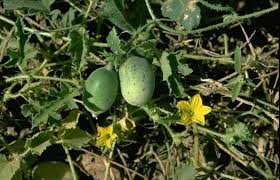 Indravaruni is a powerful medicinal plant widely used in Ayurveda for detoxification, digestion, skin diseases, and Panchakarma therapy. It is known for its strong purgative (cleansing) action and is mainly used under expert supervision. In classical Ayurvedic texts such as Bhavaprakasha Nighantu, Indravaruni is described as an important herb for eliminating toxins and balancing aggravated doshas.