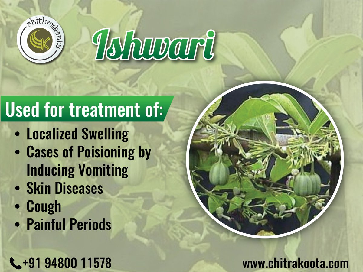 Traditional Medicine: The roots have a long history of use in Indian traditional medicine systems (Ayurveda) to treat skin diseases, infections, and snakebites. Biodiversity: The plant is a vital food source for the larvae of several butterfly species, including the Southern Birdwing, Common Birdwing, Crimson Rose, and Common Rose.