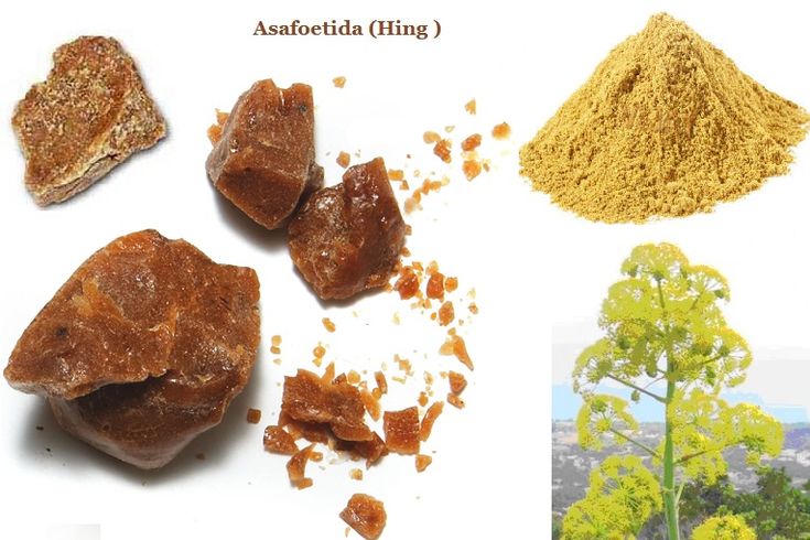 Hingu, commonly known as Hing or Asafoetida, is one of the most powerful digestive herbs in Ayurveda. It has been used in Indian households and Ayurvedic medicine for thousands of years to treat gas, indigestion, stomach pain, and nervous disorders. In classical Ayurvedic texts such as Bhavaprakasha Nighantu, Hingu is described as a strong medicine for balancing Vata and Kapha dosha and improving digestive fire (Agni). Because of its strong aroma and medicinal value, Hingu is called the “Protector of Digestion” in Ayurveda.
