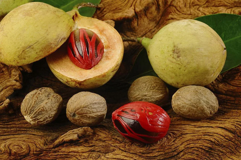 In classical Ayurvedic texts such as Bhavaprakasha Nighantu, Jatiphala is described as a valuable herb that improves digestion, strengthens the nervous system, and supports overall vitality.