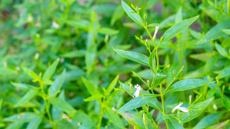 In classical Ayurvedic literature such as Bhavaprakasha Nighantu, Kalamegha is described as a valuable herb for treating fever, liver disorders, skin diseases, and infections.