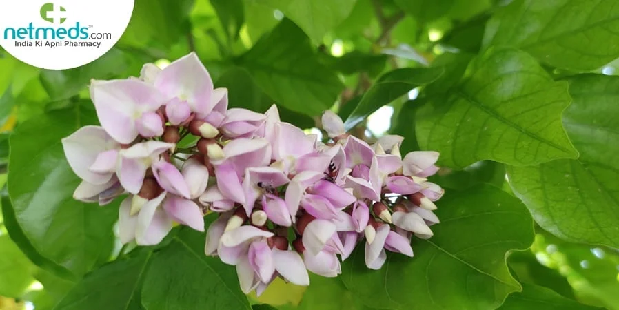 In classical Ayurvedic texts such as Bhavaprakasha Nighantu, Karanja is described as a potent herb used to remove toxins, purify blood, and treat various skin conditions.